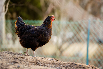 Free range black hen on organic farm, egg production
