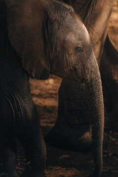 View of a baby elephant standing close to its mother, showcasing the bond between them in the wild, Hazyview, Mpumalanga, South Africa.