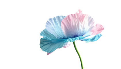 Delicate flower, light blue and pink hues, black background, soft petals, ethereal glow