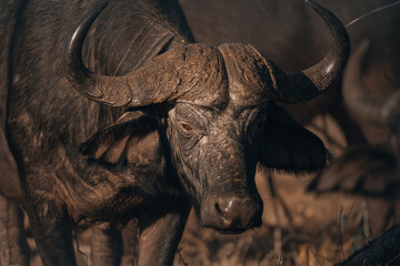 View of a cape buffalo with massive horns, standing powerfully in the dry savanna, its gaze intense and unwavering, Victoria Falls, Matabeleland North Province, Zimbabwe.
