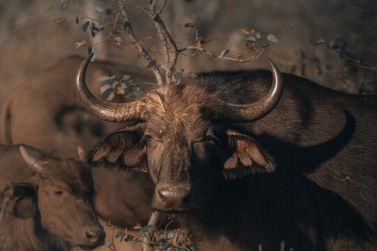 View of the majestic Cape buffalo, with its formidable horns and dark coat, stands amidst the dry African bush, Victoria Falls, Matabeleland North Province, Zimbabwe.