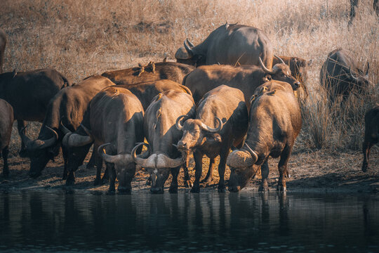 View of a herd of African buffaloes congregating at the water's edge, reflected in the still surface under the warm African sun, Victoria Falls, Matabeleland North Province, Zimbabwe.