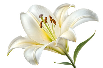 Obraz premium White Lily Flower Bloom Isolated on White - Elegant Madonna Lily Lilium Candidum Closeup Floral Stock Photo