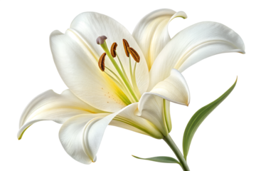 White Lily Flower Bloom Isolated on White - Elegant Madonna Lily Lilium Candidum Closeup Floral Stock Photo