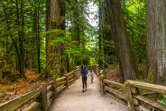 Mother and son walking in redwood forest trail at cathedral grove, macmillan provincial park, vancouver island, british columbia, canada
