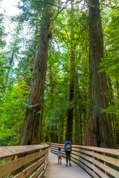 Tourists walking on wooden path in cathedral grove forest