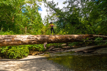 Fototapeta premium Hiker walking on fallen log bridge over river in cathedral grove forest