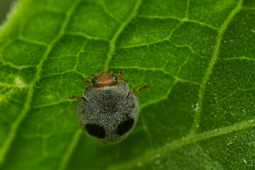 Macro view of gray coccinellid beetle