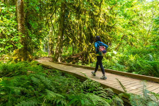 Tourist walking on wooden path in lush rainforest in cathedral grove, macmillan provincial park, vancouver island, british columbia, canada