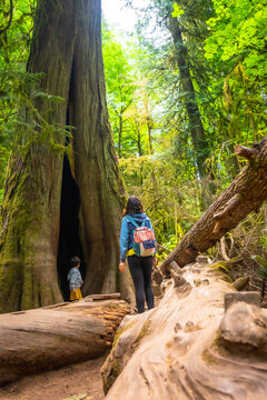 Tourists exploring giant hollow redwood tree in cathedral grove forest