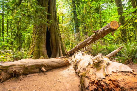 Fallen log and giant tree in cathedral grove forest, vancouver island