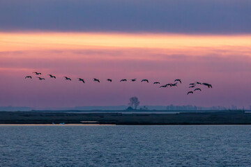 Nonneng&auml;nse vor Sonnenaufgang am Bodden vor Zingst.