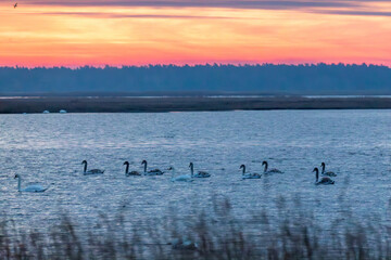 Schw&auml;ne vor Sonnenaufgang am Bodden vor Zingst.