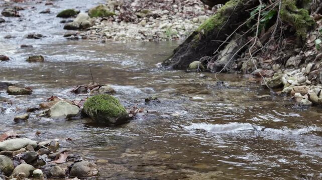A mountain stream in the autumn season carries fallen leaves through the water.