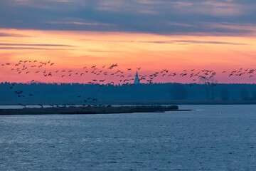 Nonnengänse vor Sonnenaufgang am Bodden vor Zingst. © Karl