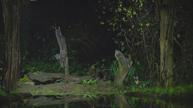 Pine marten ascends low onto trunk base, pausing briefly before slipping back to forest floor