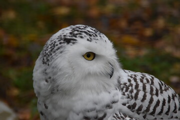 Fototapeta premium An adorable snowy owl.