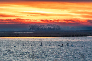 Schwäne vor Sonnenaufgang am Bodden vor Zingst. © Karl