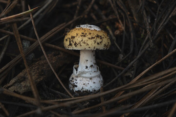 Young specimen of European gemmed Amanita (Amanita gemmata) mushroom growing singly among the...