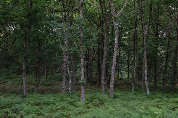 Stand of oaks in deciduous mixed woodland
