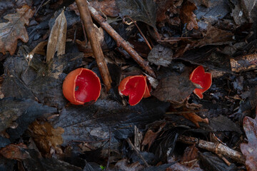 SSmall fungi cluster of Scarlet elf-cup (Sarcoscypha) deep red colored fruiting bodies growing among decomposing organic matter in a broadleaf Atlantic forest of Galicia