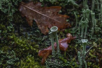 Pebbled pixie cup lichen (Cladonia pixidata) growing on the mossy woodlands of Galicia, Spain