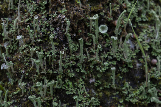 Pebbled pixie cup lichen (Cladonia pixidata) growing on a mossy rock in the province of Ourense, Galicia, Spain