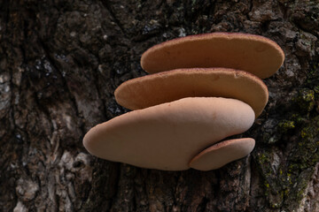 Detail of the creamy colored hymenum of the Ox tongue mushroom (Fistulina hepatica), also known as Beeksteak fungus, growing on the bark of an old Quercus tree