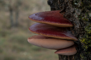 Ox tongue mushroom (Fistulina hepatica), also known as Beeksteak fungus, growing on the bark of an old Quercus tree