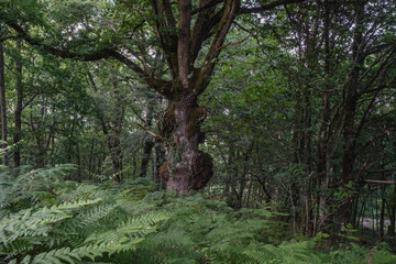 Old gnarled pedunculate oak (Quercus robur) growing in a galician broadleaf mixed woodland