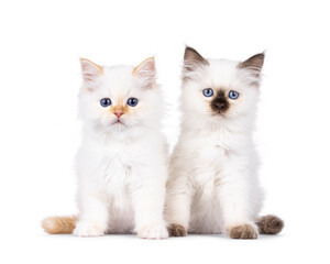 Red and seal pointed Sacred Birman cat kittens, sitting side by side facing front. Looking towards...