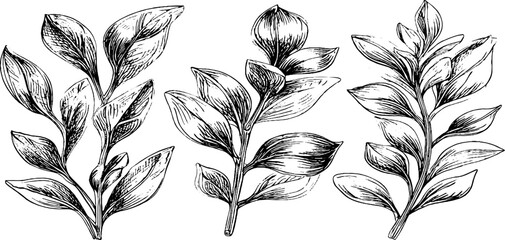 Fototapeta premium Vintage botanical engraving of three ancient plant species for design and decor