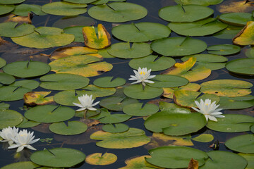 池に咲くスイレン