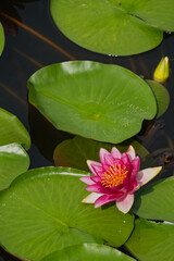 静かな池に浮かぶ美しいスイレン（水蓮）