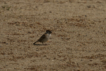 日本のかわいいスズメの写真