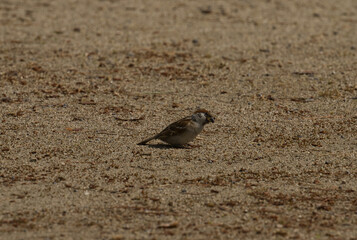 日本のかわいいスズメの写真