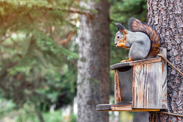  a squirrel sits on a squirrel feeder. image of a squirrel with space for inscription. squirrel feeder mounted on a tree. squirrel in the park. squirrel family