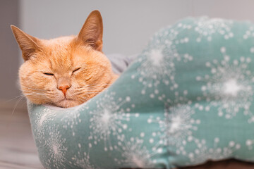 a ginger cat is lying in a bed, close-up. A cute cat is sleeping in a bed. a cat with a red head. soft cat bed. 