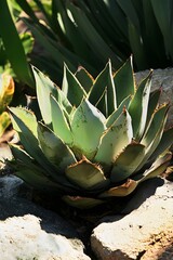 Close up of green agave plant with spiky leaves nestled among rocks