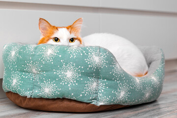 a domestic cat is lying in a bed. a cat with a red head. soft cat bed. the cat is peeking