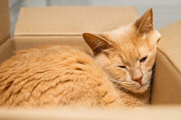 a ginger cat is lying in a cardboard box. cats love boxes. cat in a box. cat habits. cat quirks....
