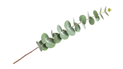 Eucalyptus branch PNG isolated on transparent background, decorative greenery element for design and botanical compositions