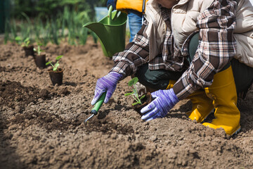 Pumpkin and zucchini seedlings are planted in the ground. Women's hands wearing garden gloves hold a young plant in the ground. The concept of spring vegetable planting and agriculture.