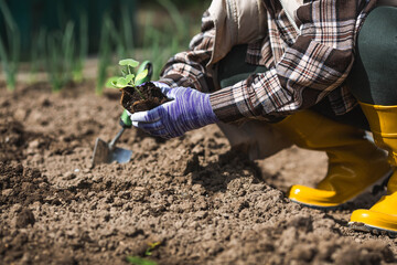 Naklejka premium Pumpkin and zucchini seedlings are planted in the ground. Women's hands wearing garden gloves hold a young plant in the ground. The concept of spring vegetable planting and agriculture.
