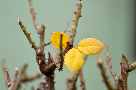 pruned rose bush with dry yellow leaves close up