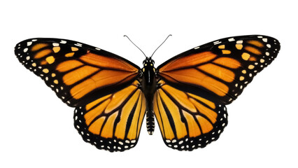 Monarch butterfly PNG isolated on transparent background, orange and black wings with white spots for nature designs