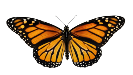 Monarch butterfly PNG isolated on transparent background, orange and black wings with white spots for nature designs