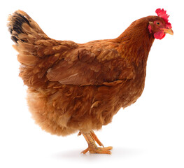 Full-body profile of a brown hen isolated on white