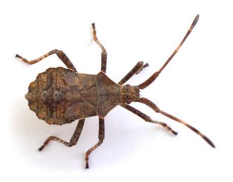 Brown leaf-footed bug nymph isolated on white