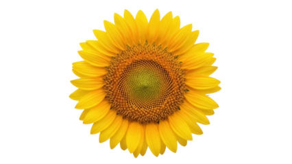 Bright yellow sunflower PNG isolated on transparent background, summer flower with vibrant petals for design projects and botanical themes